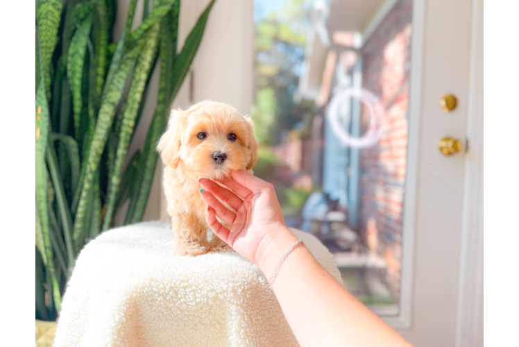 Maltipoo Pup Being Cute