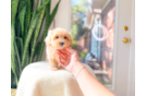 Maltipoo Pup Being Cute