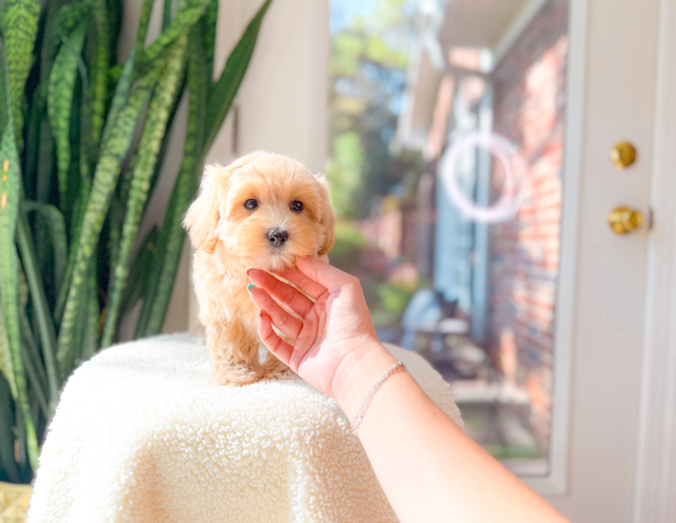 Maltipoo Pup Being Cute