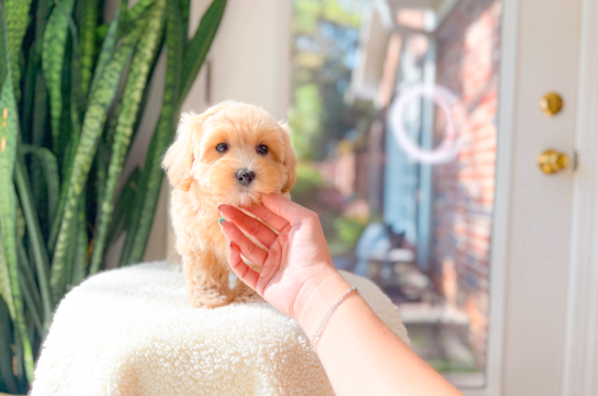 Maltipoo Pup Being Cute