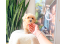 Maltipoo Puppy for Adoption