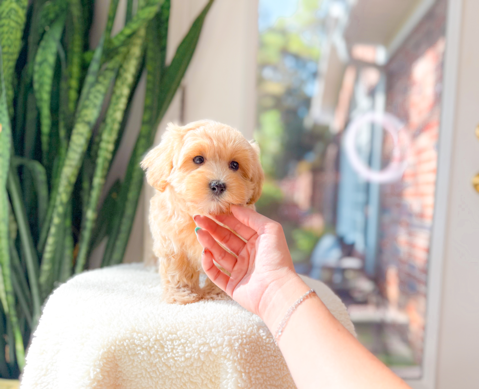 Maltipoo Puppy for Adoption
