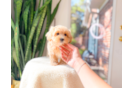 Cute Maltipoo Poodle Mix Pup
