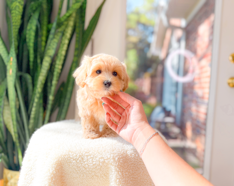 Cute Maltipoo Poodle Mix Pup