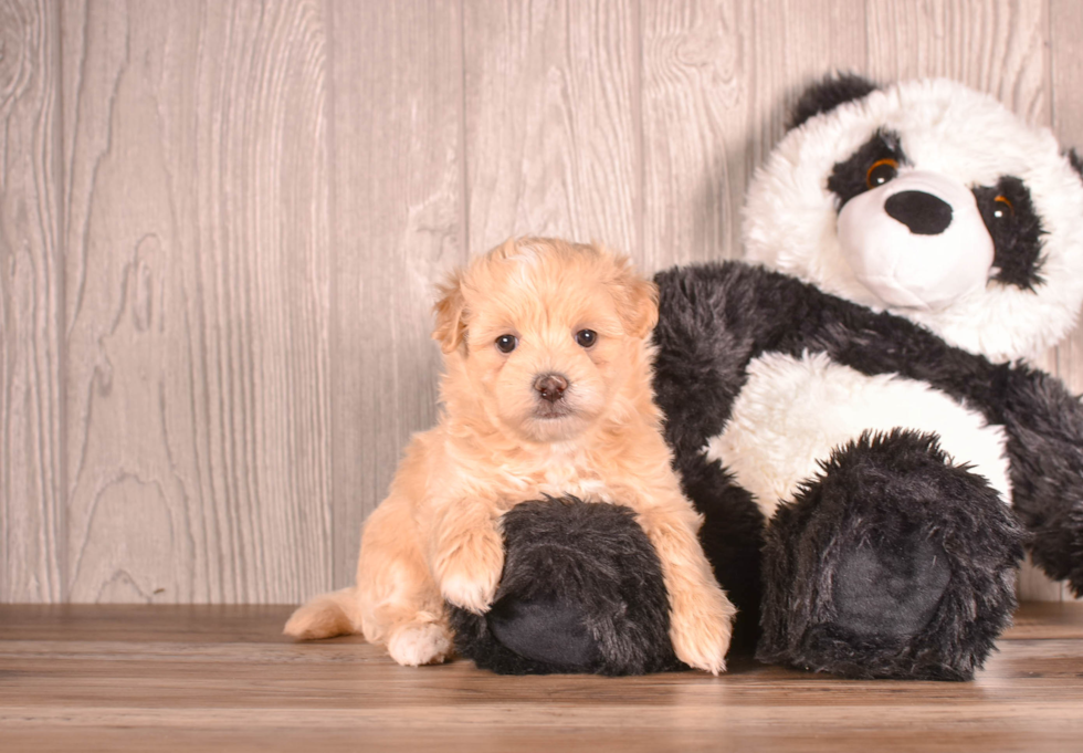 Cute Malt a Poo Poodle Mix Puppy