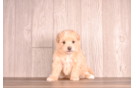 Maltipoo Puppy for Adoption