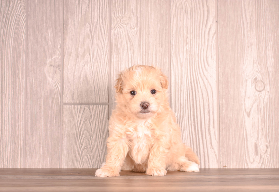 Maltipoo Puppy for Adoption