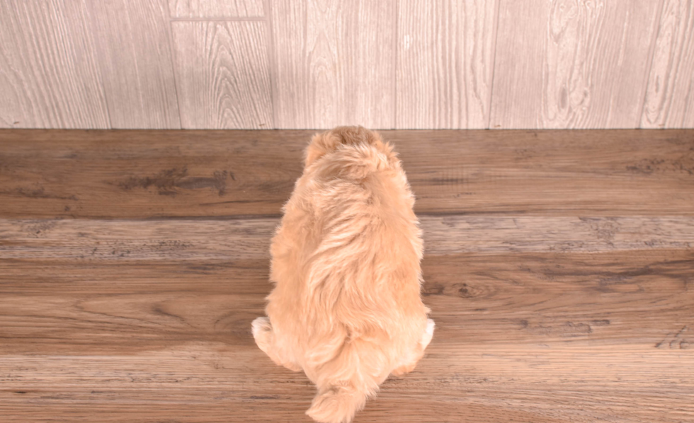 Cute Malt a Poo Poodle Mix Puppy