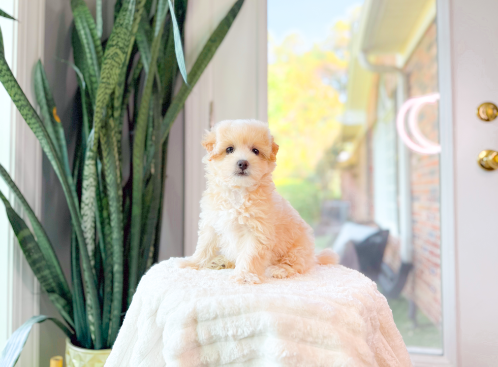 Maltipoo Puppy for Adoption