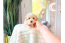 Best Maltipoo Baby