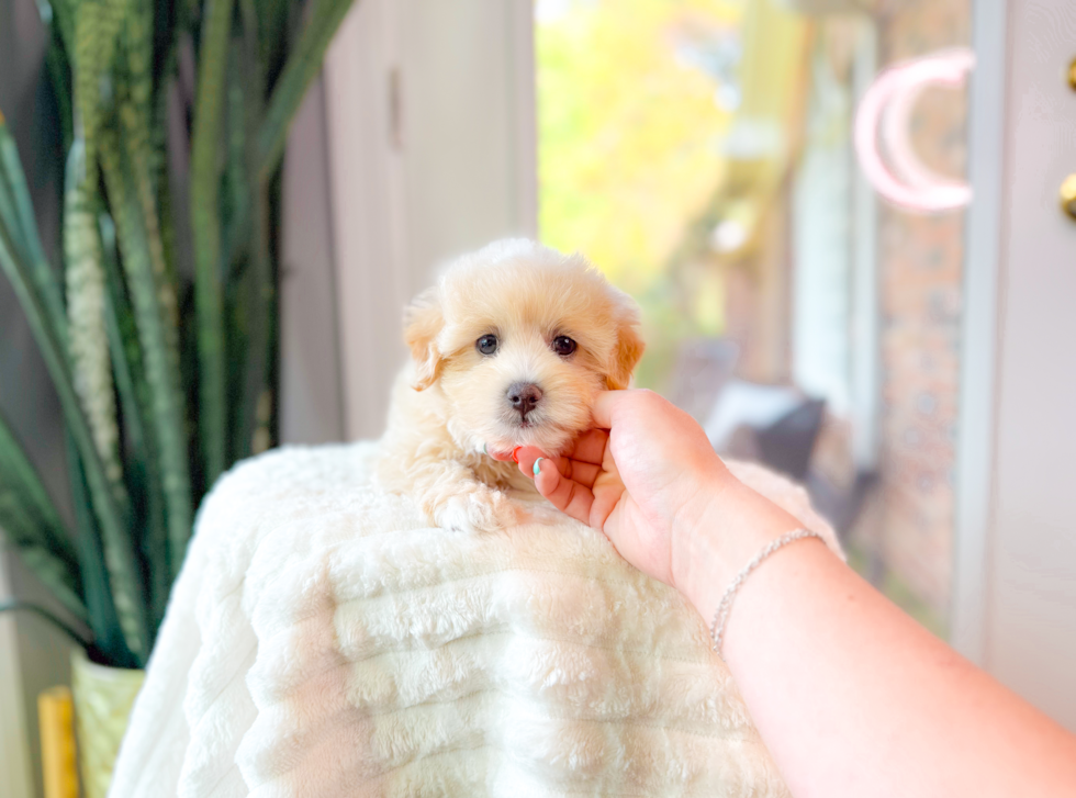 Best Maltipoo Baby