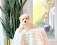 8 week old Maltipoo Puppy For Sale - Simply Southern Pups