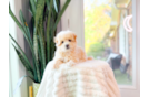 Cute Maltipoo Baby