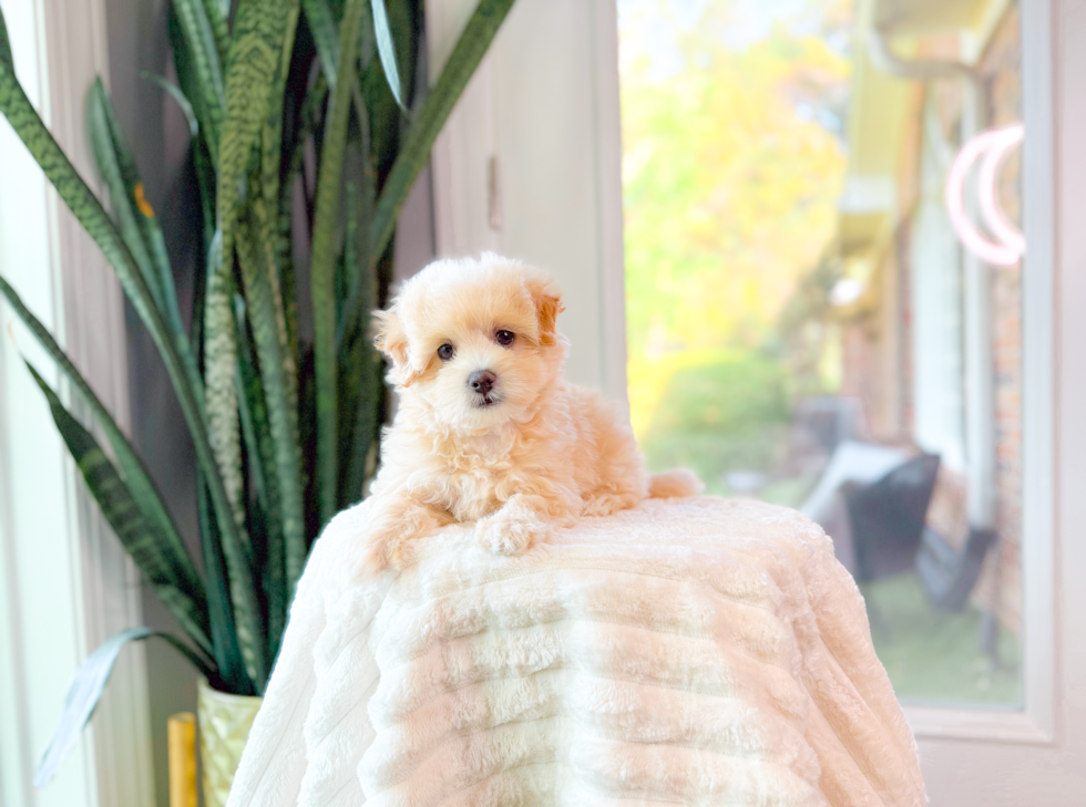 Cute Maltipoo Baby