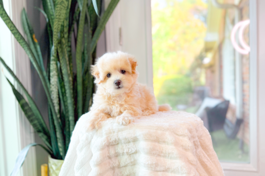 Cute Maltipoo Baby