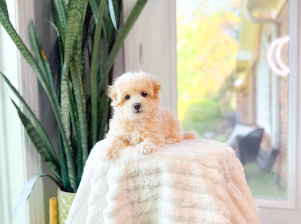 Cute Malt a Poo Poodle Mix Puppy