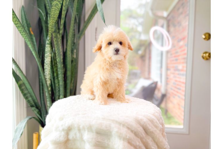 Maltipoo Pup Being Cute