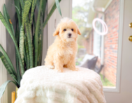 9 week old Maltipoo Puppy For Sale - Simply Southern Pups