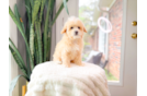 Maltipoo Pup Being Cute