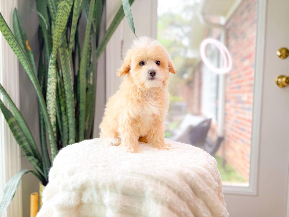 Maltipoo Pup Being Cute