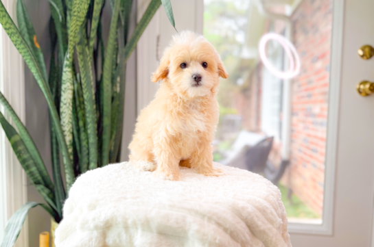Maltipoo Pup Being Cute