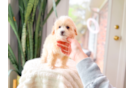 Best Maltipoo Baby