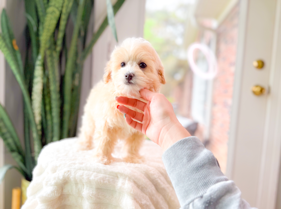 Best Maltipoo Baby