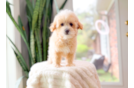 Maltipoo Puppy for Adoption