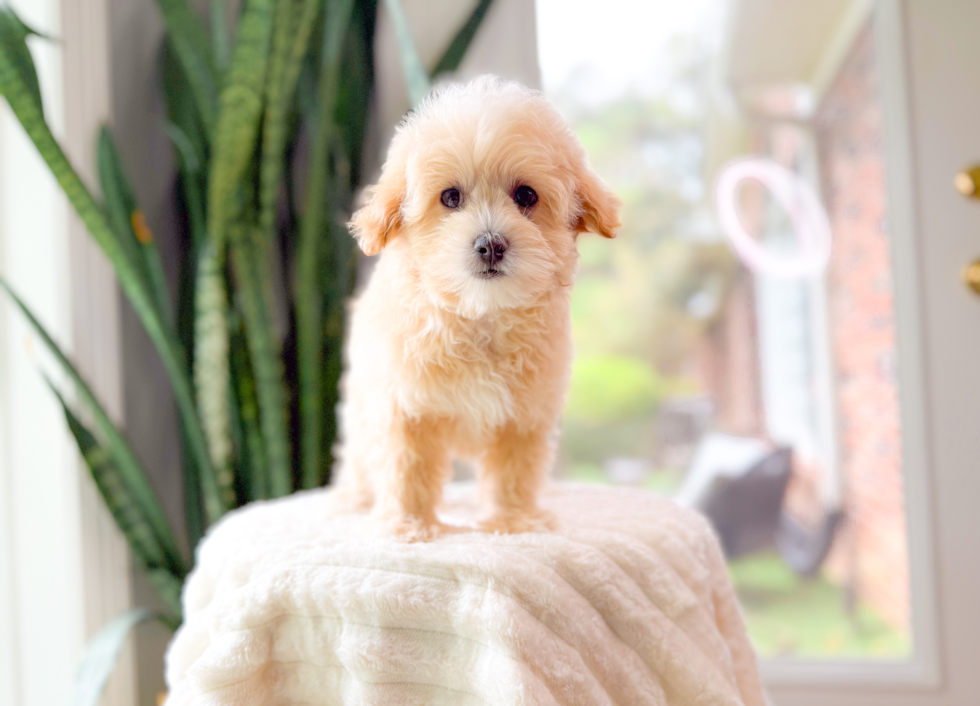 Maltipoo Puppy for Adoption