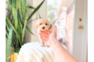 Maltipoo Puppy for Adoption