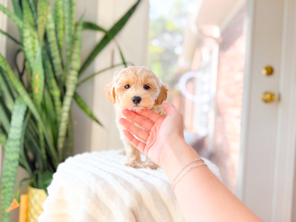 Maltipoo Puppy for Adoption
