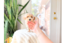 Maltipoo Puppy for Adoption