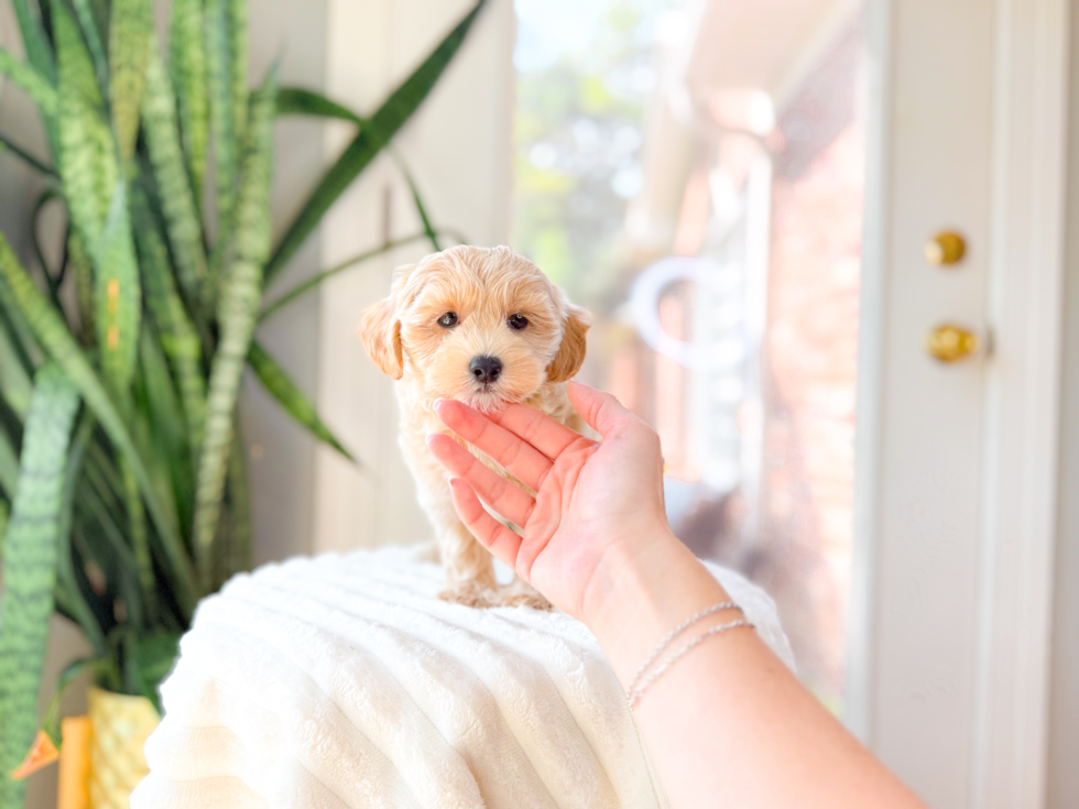 Maltipoo Puppy for Adoption