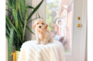 Maltipoo Pup Being Cute