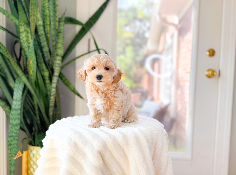Maltipoo Pup Being Cute