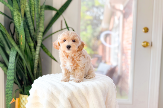 Maltipoo Pup Being Cute