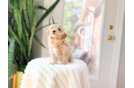 Cute Maltipoo Poodle Mix Pup