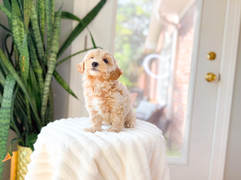 Cute Maltipoo Poodle Mix Pup