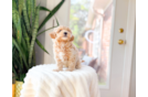 Maltipoo Pup Being Cute