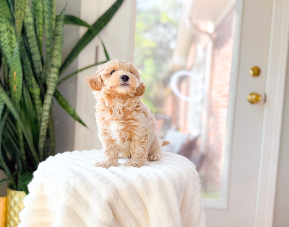 Maltipoo Pup Being Cute
