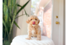 Cute Maltipoo Poodle Mix Pup