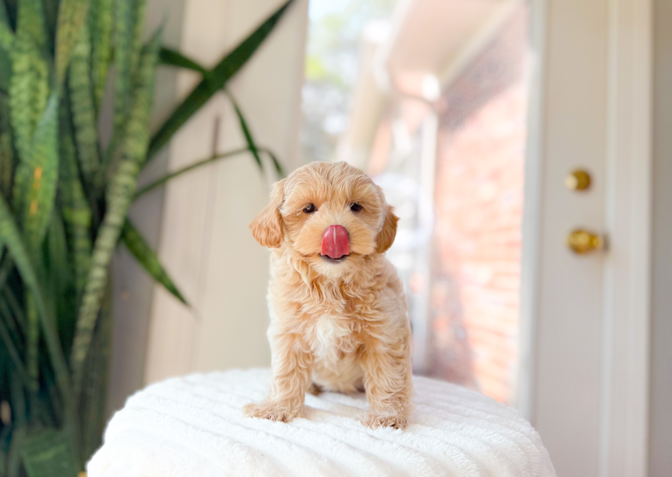 Cute Maltipoo Poodle Mix Pup