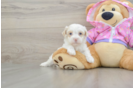 Adorable Moodle Poodle Mix Puppy