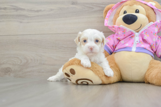 Adorable Moodle Poodle Mix Puppy