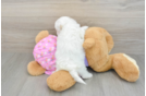 Fluffy Maltipoo Poodle Mix Pup
