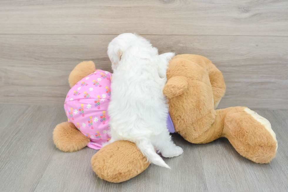 Fluffy Maltipoo Poodle Mix Pup