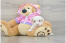Adorable Moodle Poodle Mix Puppy