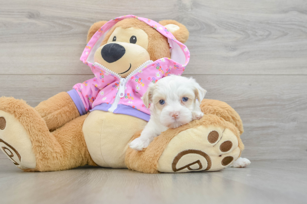 Adorable Moodle Poodle Mix Puppy