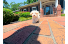 Cute Maltipoo Poodle Mix Pup