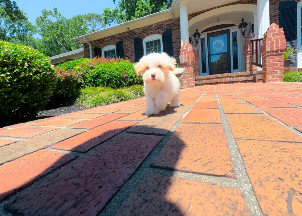 Cute Maltipoo Poodle Mix Pup